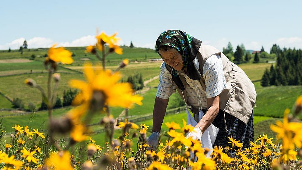 woman in Arnica field